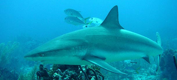 Dive with Caribbean Sharks in Turks & Caicos Islands