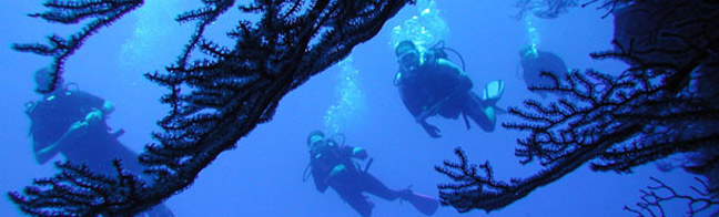 Provo Dive and Snorkeling Programs & Schedules
