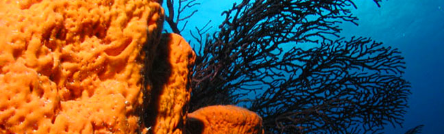 Dive Uncharted Sites Around the Turks & Caicos Islands