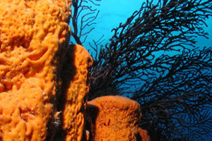 Turks & Caicos Group Scuba Diving Charters