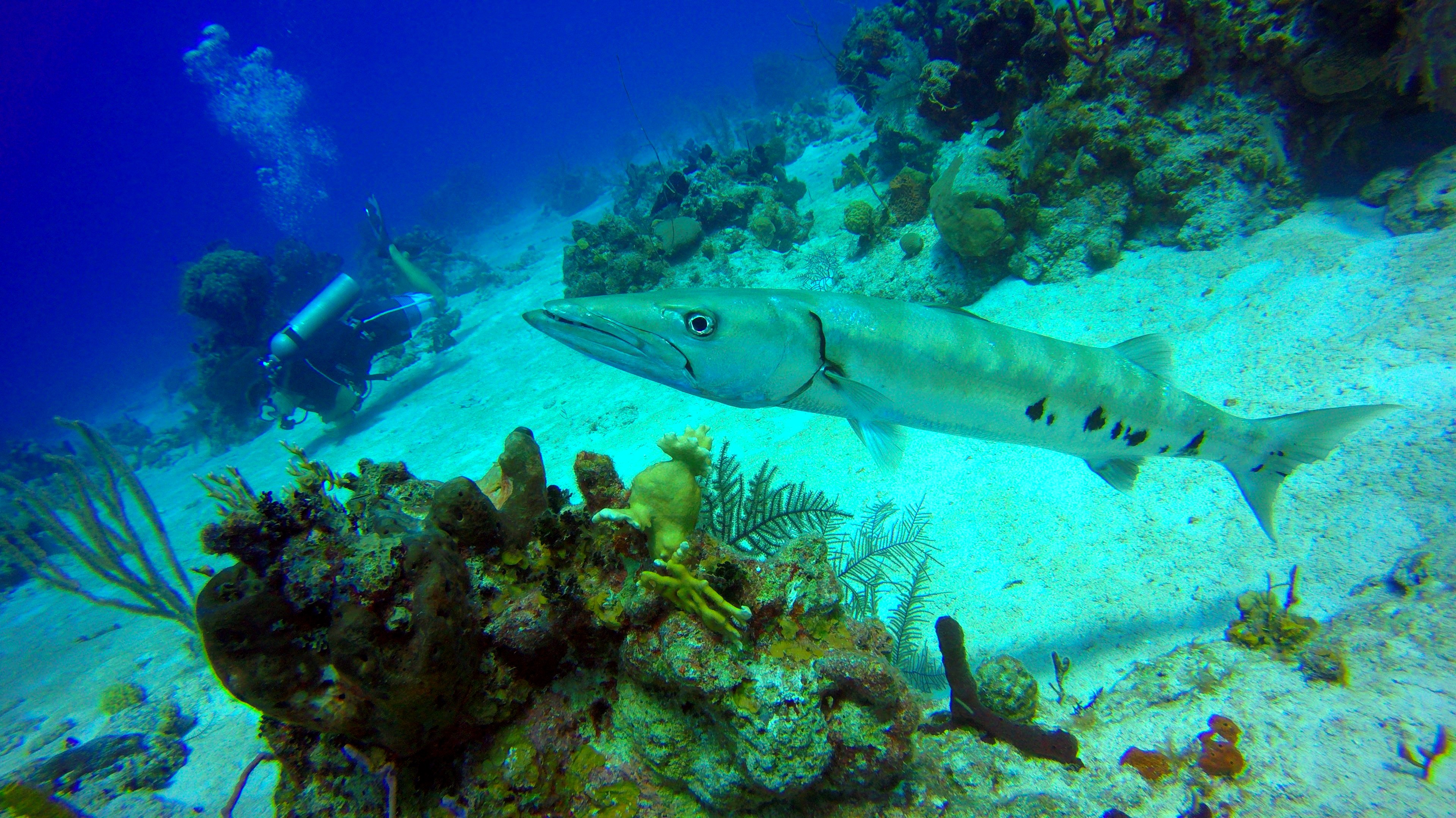 Baracuda Diving with Caicos Adventures