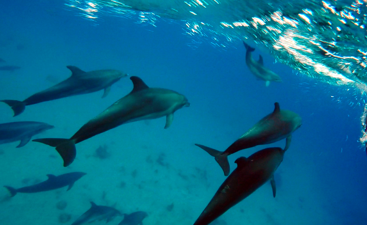 Dolphins Swimming Under Water in Turks & Caicos Islands