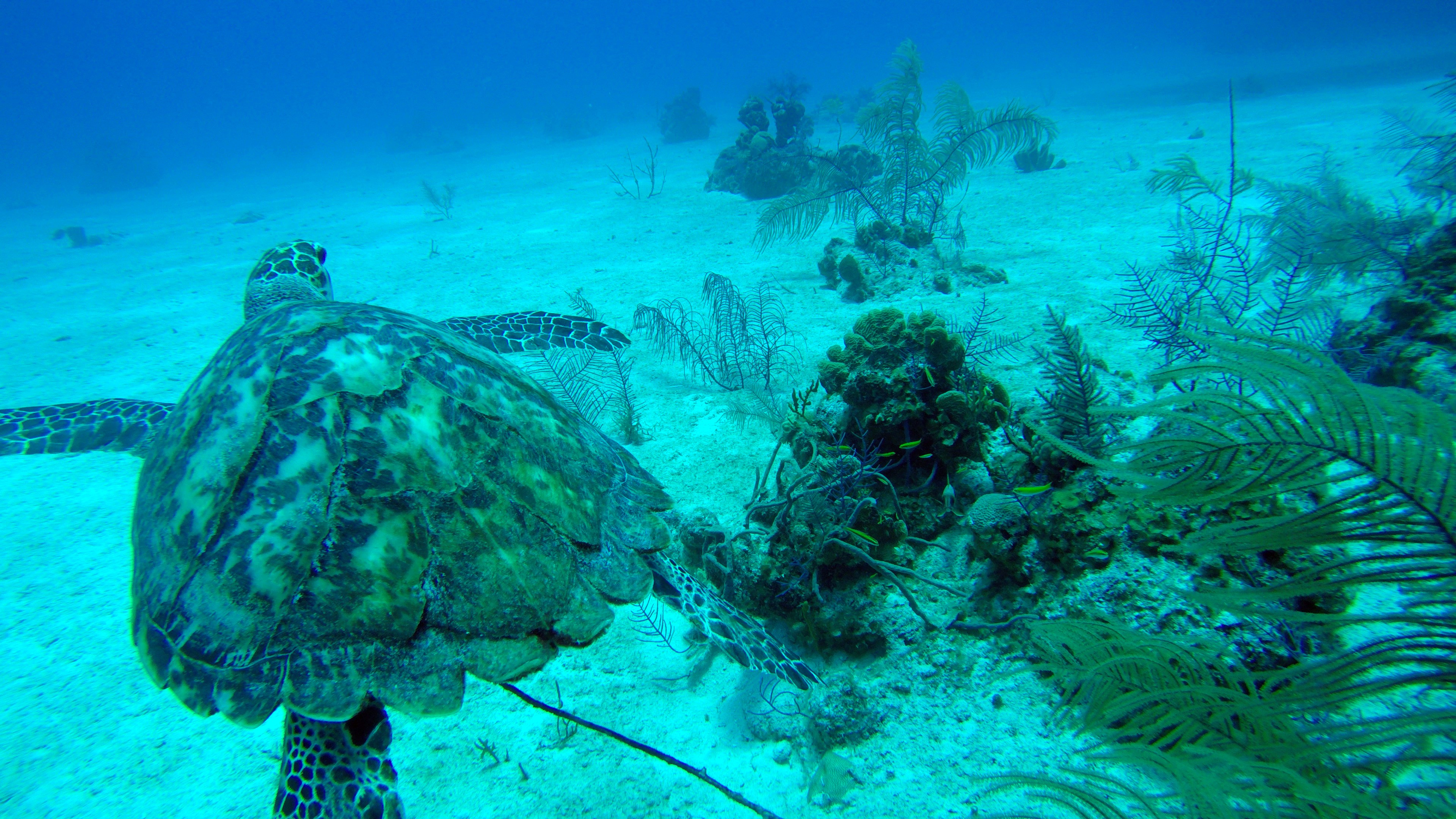 Sea Turtle Swimming with Caicos Adventures
